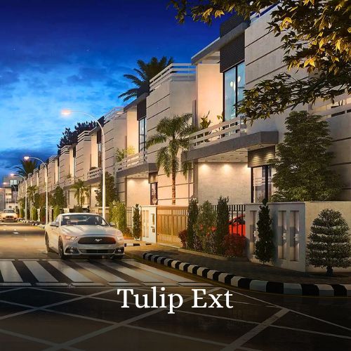 Tulip Ext